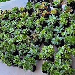 Succulents- Favors, Gifts, Gardening