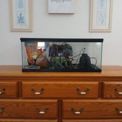 Bearded Dragon Starter Bundle