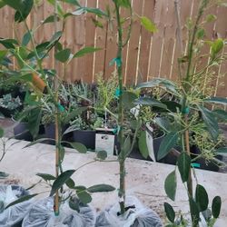Aguacates Ingertados 3gallon 3ft Tall 