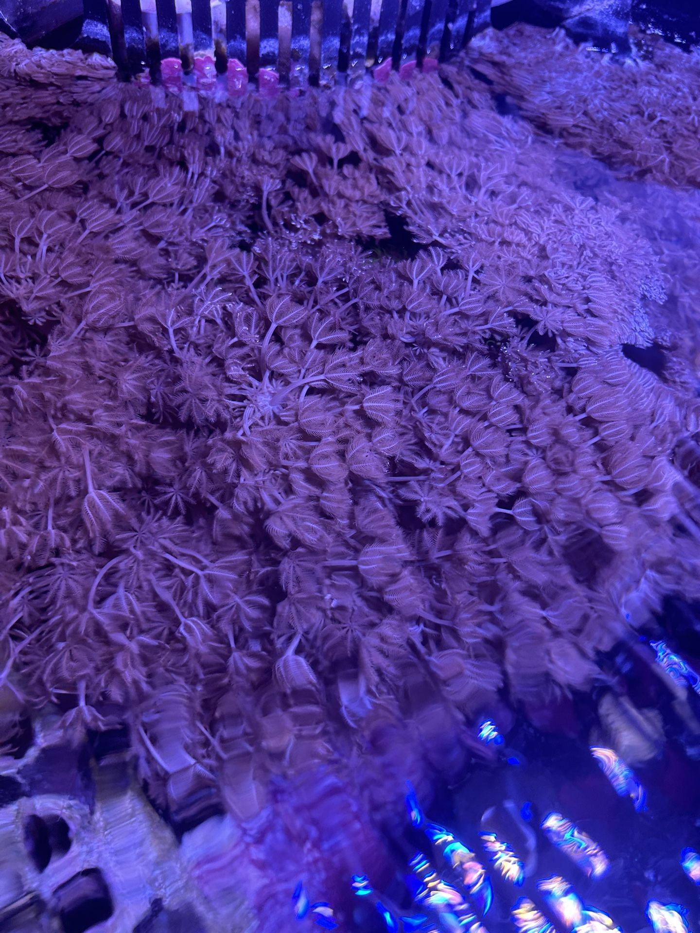Xenia Pulsing  Coral Frags 