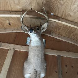 Deer Head Mounted