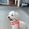 Andrea Pinto