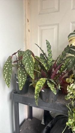 Houseplants