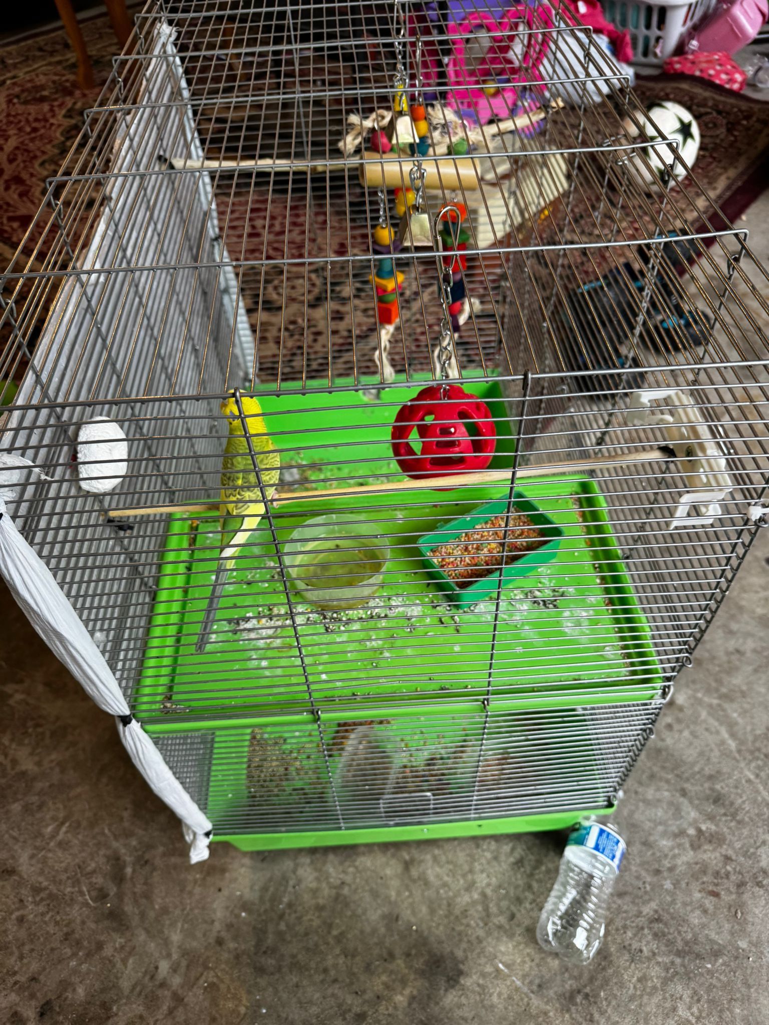 Bird And Bird Cage For Sale