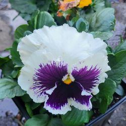 White And Purple Bicolor Ruffled Pansy Flower Plants! Perrennial Vareity! Several Colors Available! 