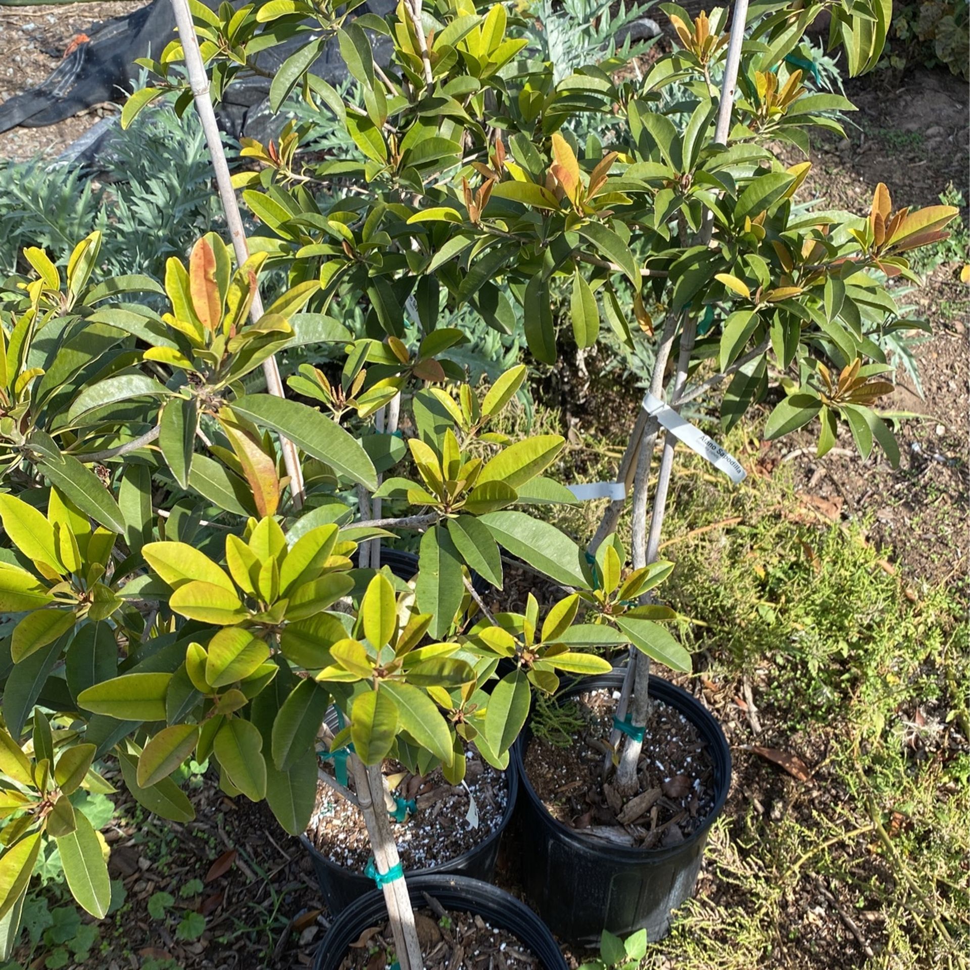 Sapodilla Chico Sapote