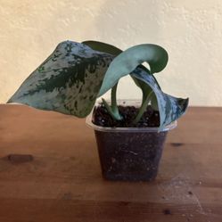 3+ leaf Satin Pothos/Scindapsus Pictus Rooted Cutting 