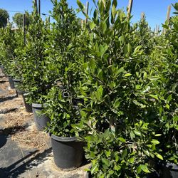 Indian Laurel Columns, Ficus nitida ‘Columns’ , Ficus tree, shade or Hedge and privacy 15gal Size