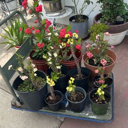 Plantas Corona De Cristo 