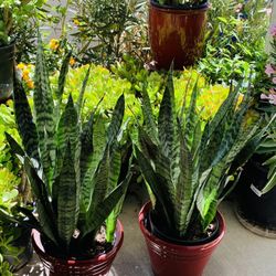 Snake plants can contribute to a more restful and rejuvenating sleep👉PLS READ DESCRIPTION
