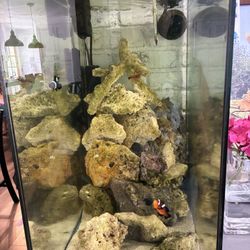 29g Aquarium 