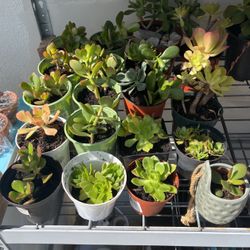 Succulents Potted, Rooted, Jade And More 