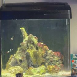 Biocube Saltwater Fish Tank 