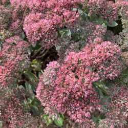 Fall Blooming Sedum