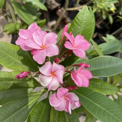 Plumeria Pink Shell