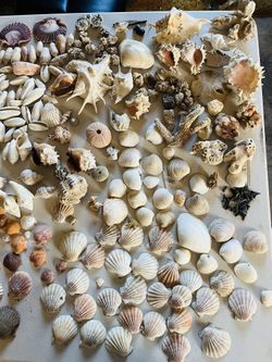 Rare/Vintage Seashells