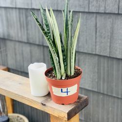 Live Bantel’s Sensation Snake 🐍 plant in a plastic nursery planter pot—firm price