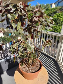 Beautiful Begonia needs new home