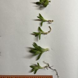 Small Succulents! $1 Each