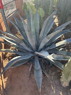 Pencas De Agaves 3 Por $10