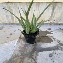 Aloe plantas