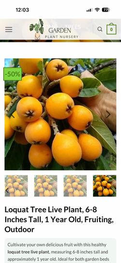 Planta de níspero extra planta cúrcuma