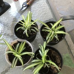 Spider plant