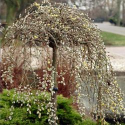Weeping Pussywillow Tree
