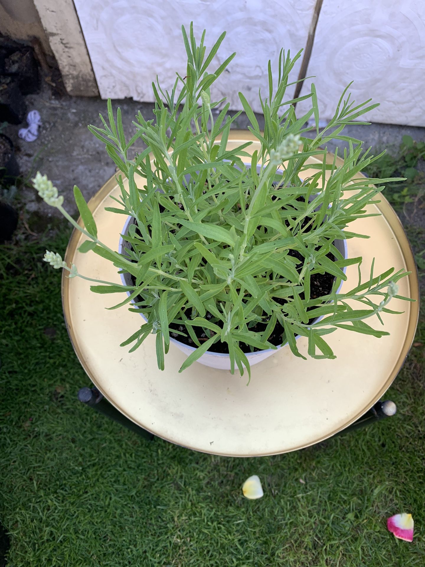 Outdoor Lavender