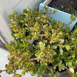 Jade Plant