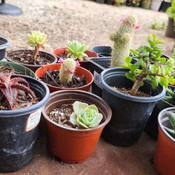 Little Plants 🪴 