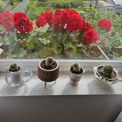 Plant Cactus In Cute 2" Pot, Inside 