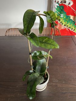 Hoya Tam Dao