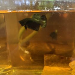 Betta Jar