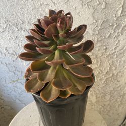 1 Gallon Pot Succulent Plant - Dusty Rose - Echeveria Gigantea Rose - Rooted & Established - Drought Resistant -🪴