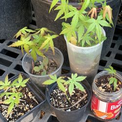 $15 Each Green Japanese Maple Tree Live Plant Great to Train for Bonsai Plants