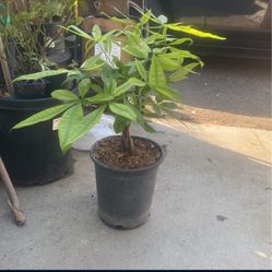 Money Tree