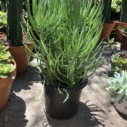 Senecio Plant Succulent 