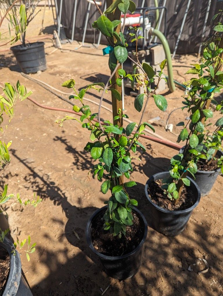 $25 Each Star Jasmine Vines That Are Pictured