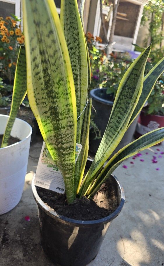 Snake Plants