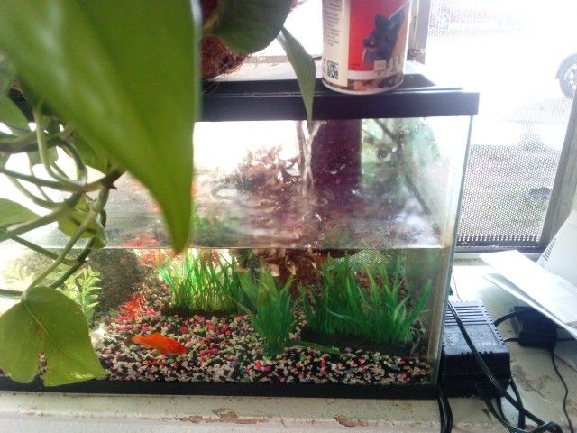 Fish 🐠 Tank With Everything Inside .