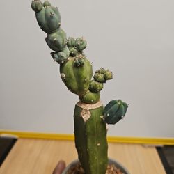 Myrtillocactus geometrizan "STACKER" Rare MONSTROSE Cactus