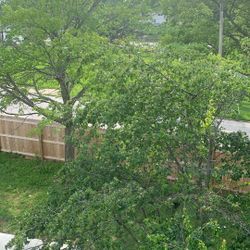 Trim Tree Offer