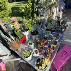 Succulents Great Price