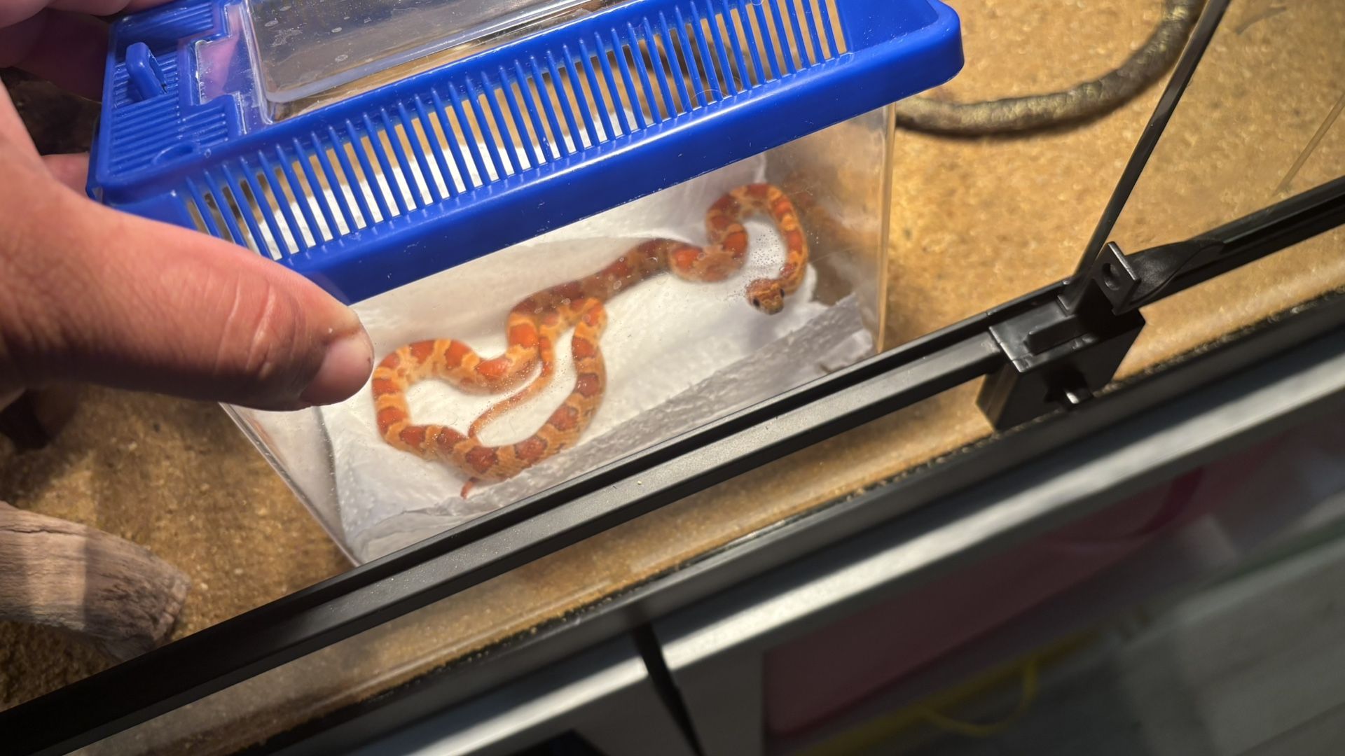 Corn Snake Cage