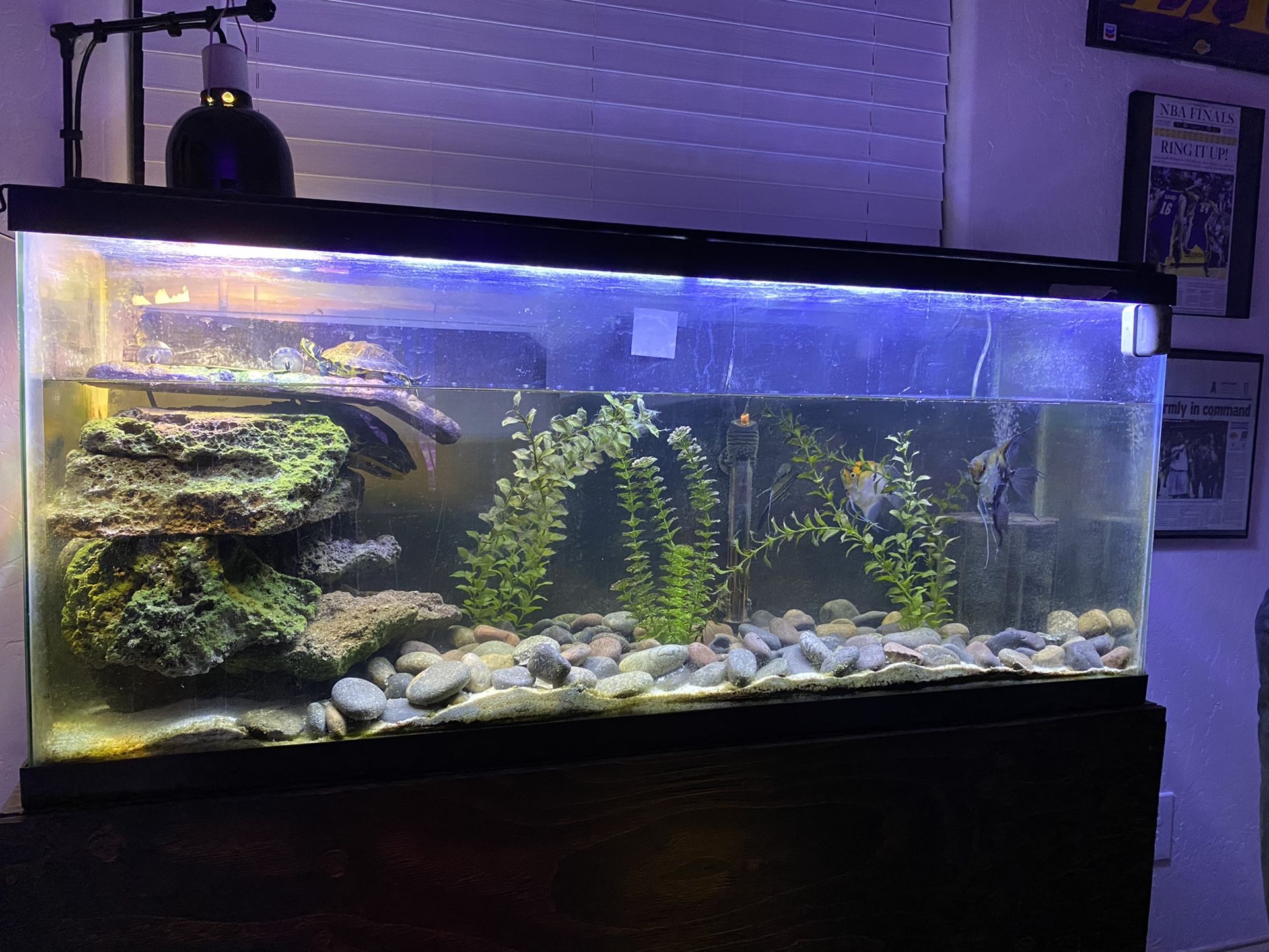 55 Gallon Turtle Tank (everything Included)