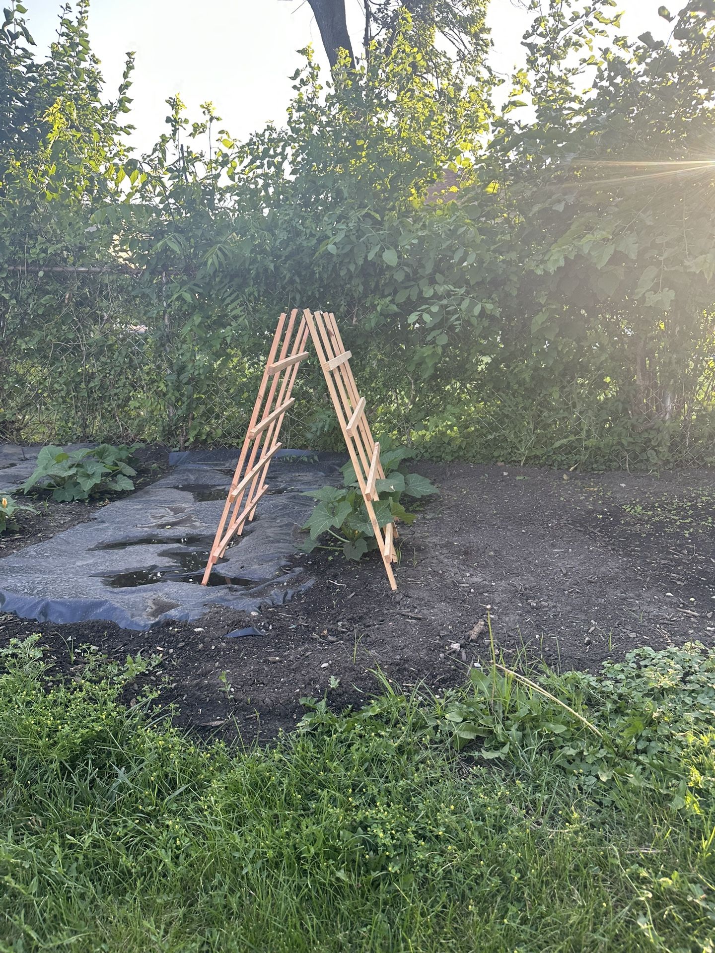 Cedar Trellis