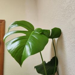 Heart Leaf Monstera