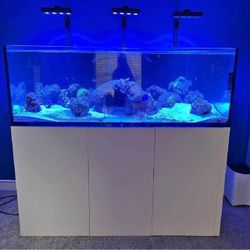 Massive Aquarium Tank - Wide & Stunning Display note reflect