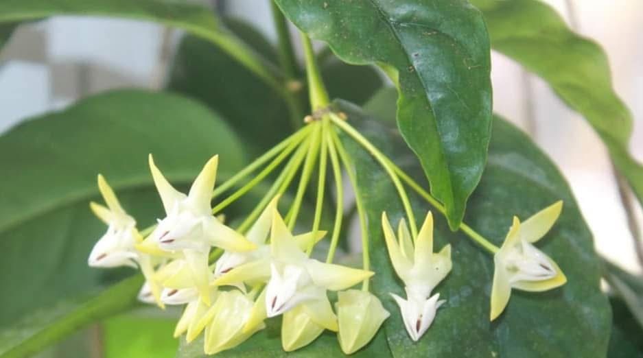 Hoya Multiflora Cutting With Roots